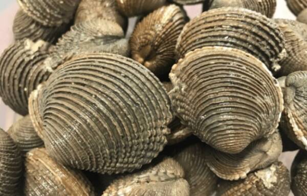 بنادر و حمل و نقل‌های دریایی باعث سرایت سرطان بین صدف‌ها می‌شود