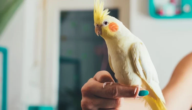 1722251351 116 کدام حیوان خانگی همدم مناسب‌تری برای تنهایی انسان است؟.webp