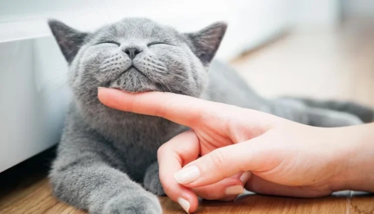 1722251351 665 کدام حیوان خانگی همدم مناسب‌تری برای تنهایی انسان است؟.webp