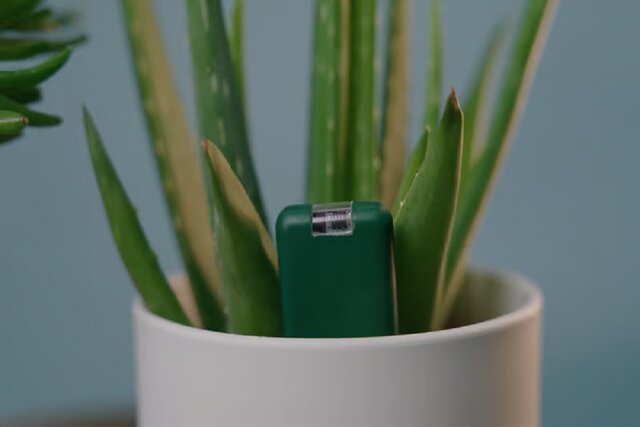 ابزار هوشمندی که به نگهداری گیاهان آپارتمانی کمک می‌کند