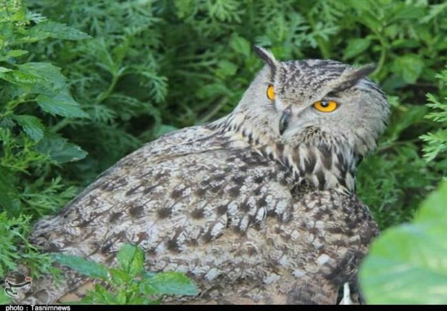 نیم میلیون جغد در ایالات متحده برای نجات گونه دیگر کشته می‌شوند