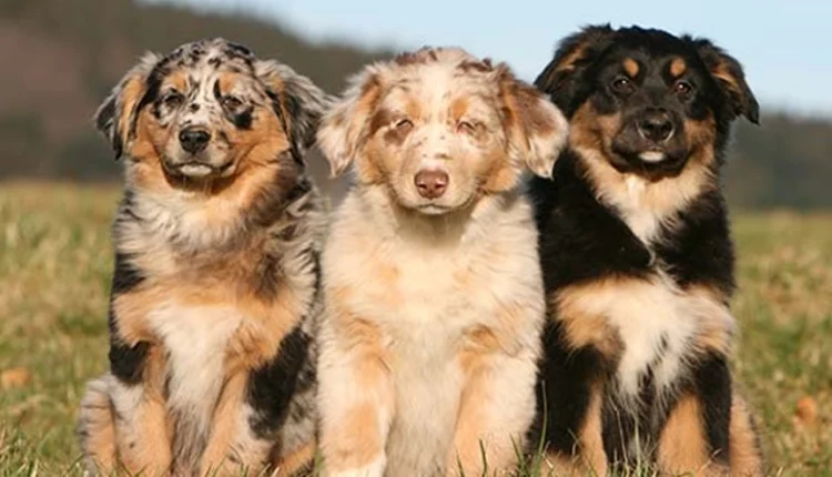 کدام حیوان خانگی همدم مناسب‌تری برای تنهایی انسان است؟ + ۵ حیوان خانگی مناسب شما