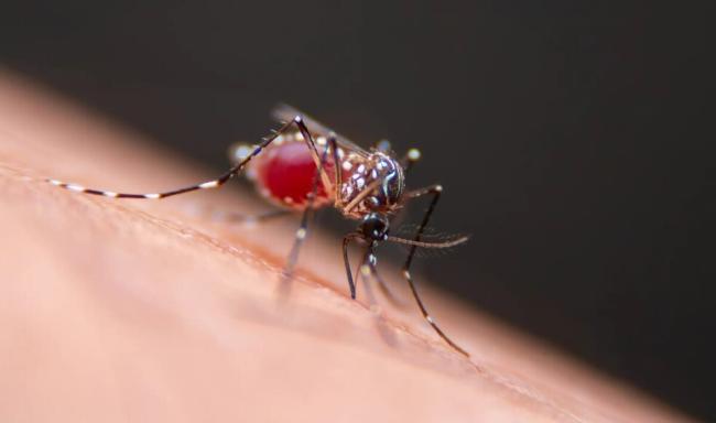 دانشمندان برای مقابله با پشه‌های مرگبار از مهندسی میکروب‌های پوست کمک می‌گیرند