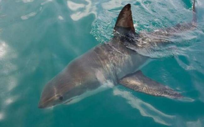 پهپادهای مجهز به هوش مصنوعی هشدارهای لحظه‌ای برای دوری از کوسه در کنار ساحل‌ ارسال می کنند