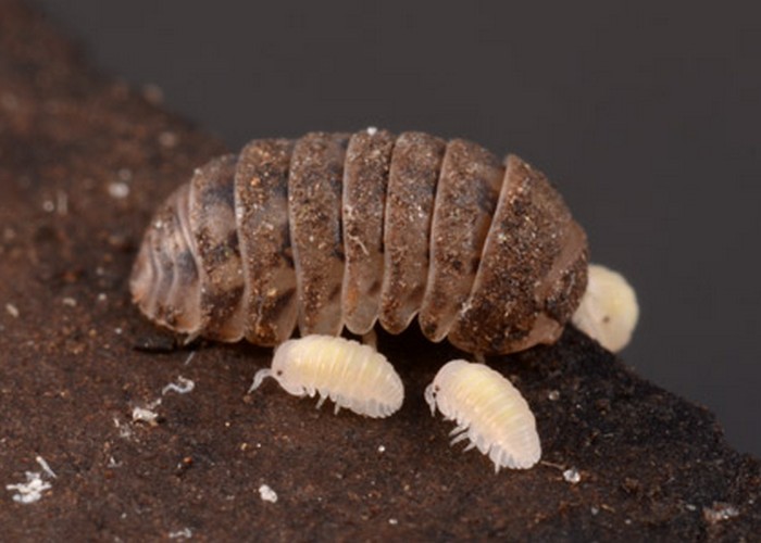 1745603459 824 تشخیص جای نیش حشرات گوناگون و نحوه درمان آن‌ها سمسون