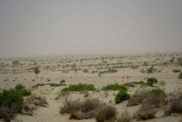 پیامد غیرمنتظره تغییر اقلیم؛ بیابان بزرگ هند به منطقه‌ای سرسبز تبدیل شده است