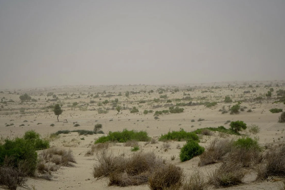 پیامد غیرمنتظره تغییر اقلیم؛ بیابان بزرگ هند به منطقه‌ای سرسبز تبدیل شده است