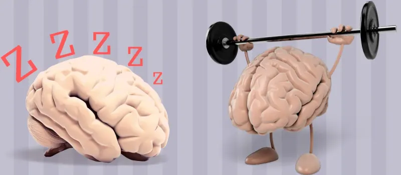 1747946372 438 انواع تیپ مغزی و تأثیر آن بر شخصیت ‌ تیپ.webp