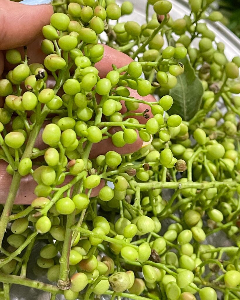 نحوه تهیه ترشی بنه سبز کوهی با سرکه سریع و راحت_سمسون 4 طرز تهیه ترشی بنه